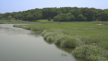 Locust Valley